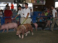CecilCoFair2013Night4048.JPG