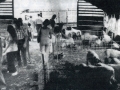 animal barns 1980.jpg
