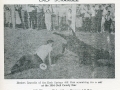 calf scramble 1954.jpg